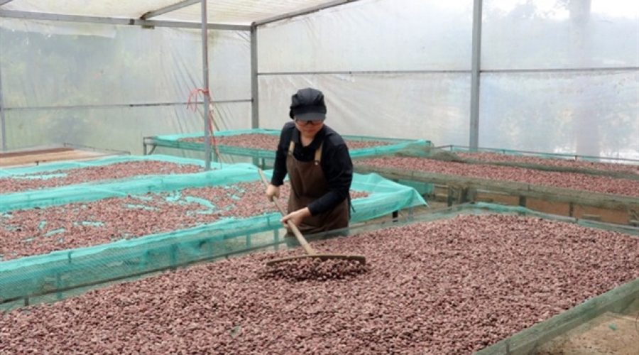 Cocoa to cash: How two 32-year-olds build a global chocolate dream