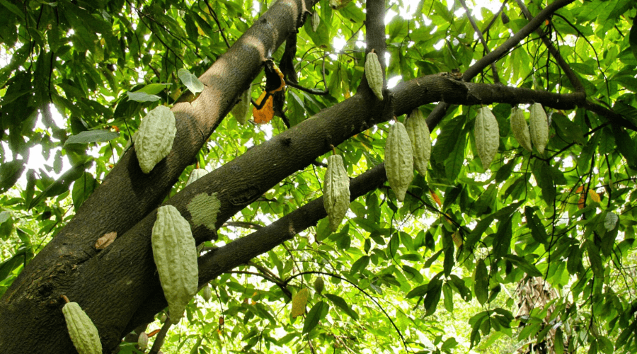HOW IS THE COCOA TREE IN VIETNAM FORMED AND DEVELOPED?