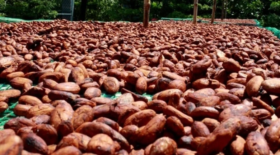 HOW ARE COCOA BEANS PROCESSED?