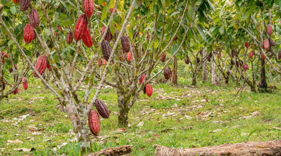 Raw cocoa market potential in Vietnam